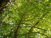 ヒーリングスポット青森県深浦町 大銀杏の木で森林浴